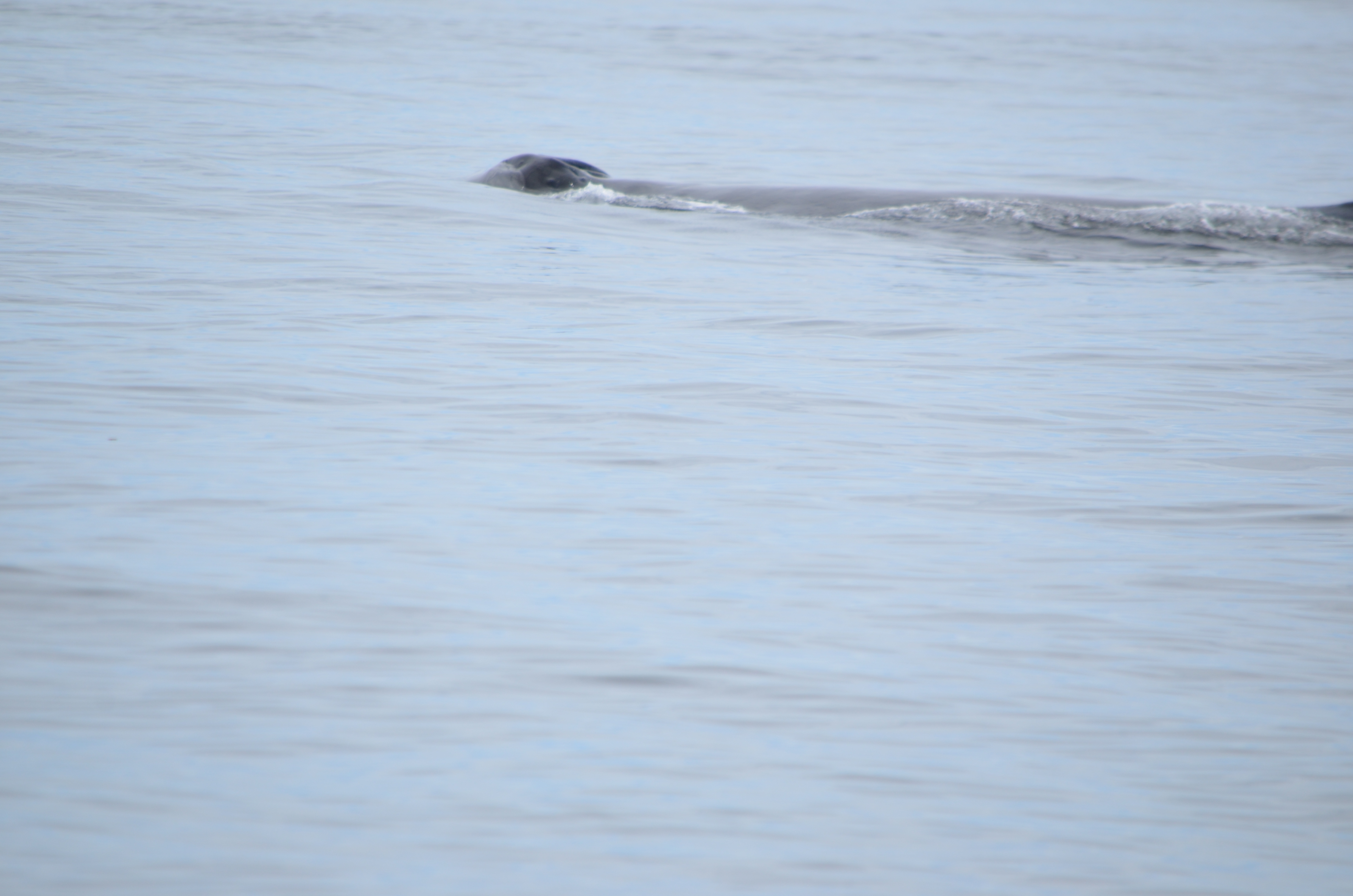 photos/wildlife/Mammal_Species/Humpback Whale/DSC_0102.JPG